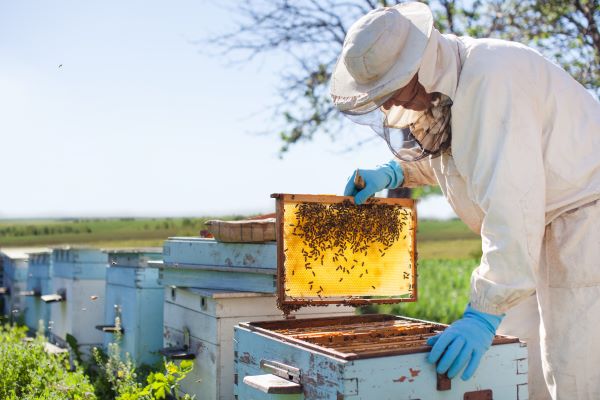 Ceras de Abeja